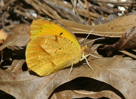 Sleepy Orange